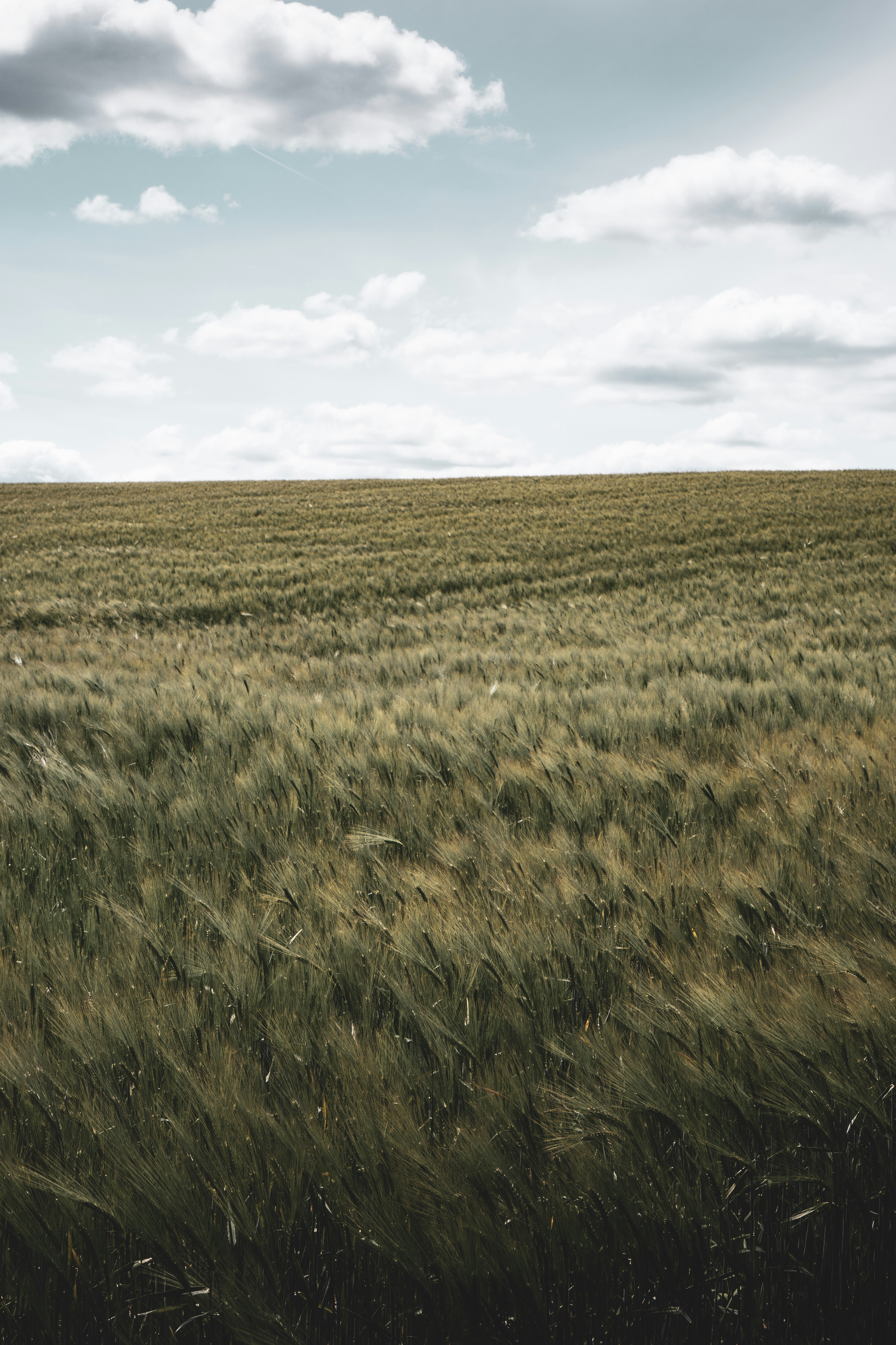 green grass field under white clouds during daytime